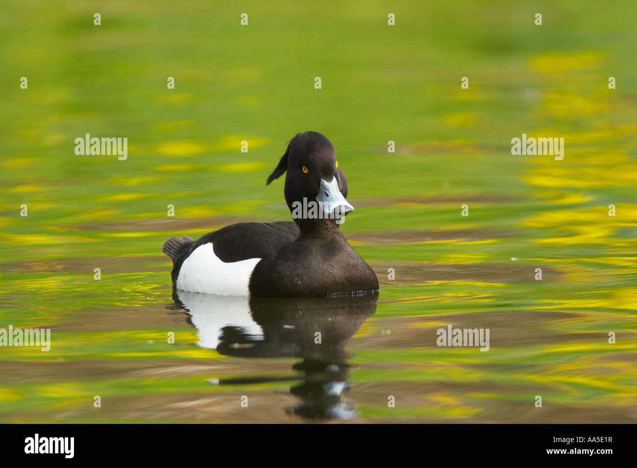 Moretta su acqua colorata, Regent's Park di Londra Foto Stock
