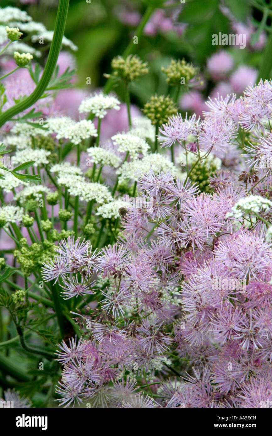 Lo zucchero filato soffi di Thalictrum aquilegiafolium con umbels di Oenanthe crocata Foto Stock