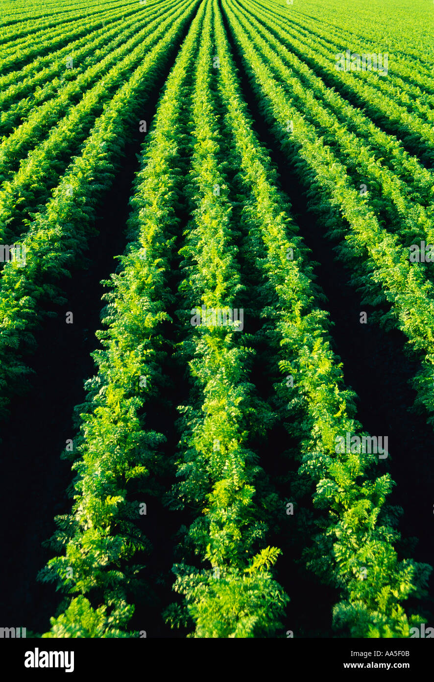 Agricoltura - Righe di sano carote maturo nel campo / vicino a Portage la Prairie, Manitoba, Canada. Foto Stock