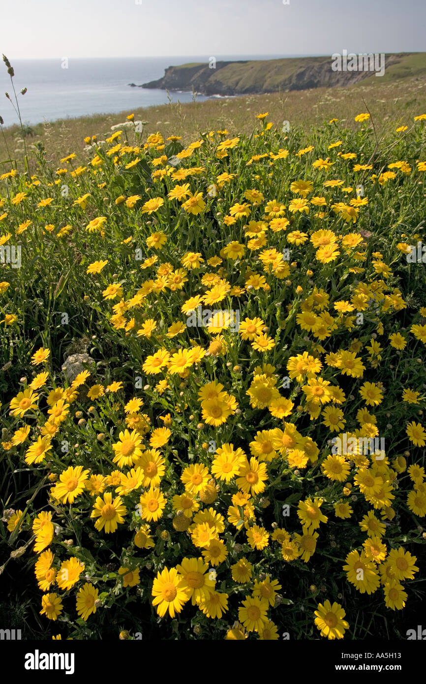 Il mais Le calendule Leucanthemum vulgare Carnewas Cornwall Regno Unito Giugno Foto Stock