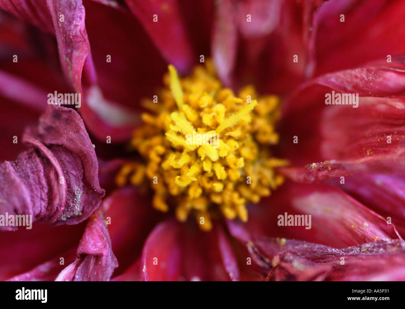 In prossimità del centro di appassimento red Dahlia dal di sopra Foto Stock