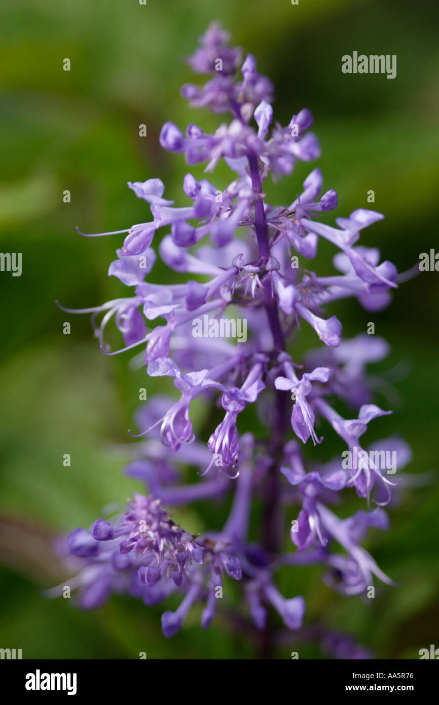 Viola sperone grande fiore Plectranthus ecklonii Foto Stock