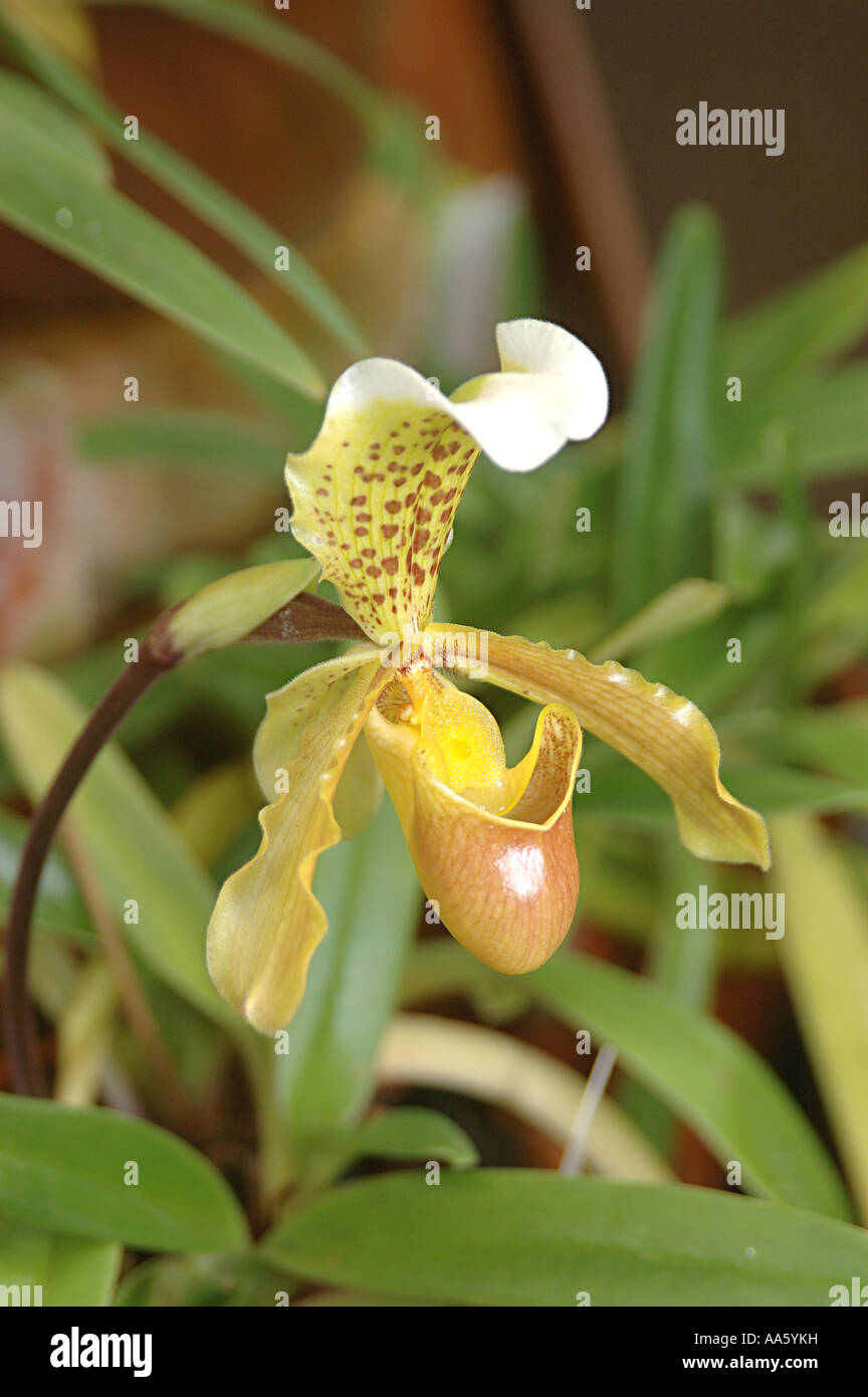 Fiore paphiopedilum Insigne Orchidea Foto Stock