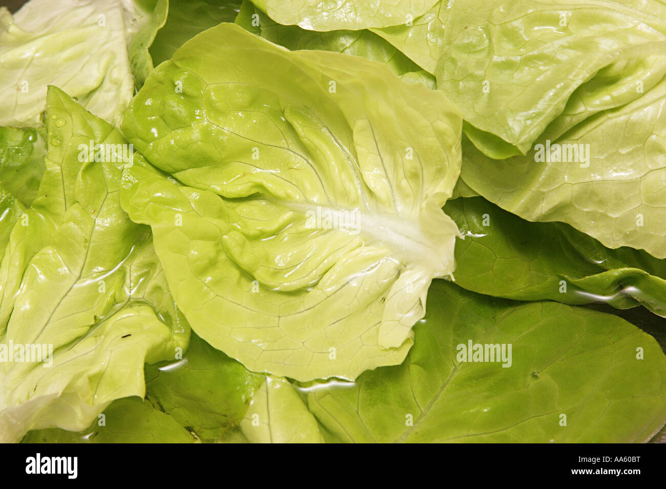 ANG103845 cibo vegetale precoce cavolo jersey Wakefield foglie di insalata Foto Stock