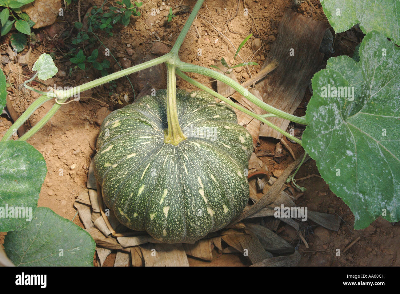 Vite vegetale di zucca Foto Stock