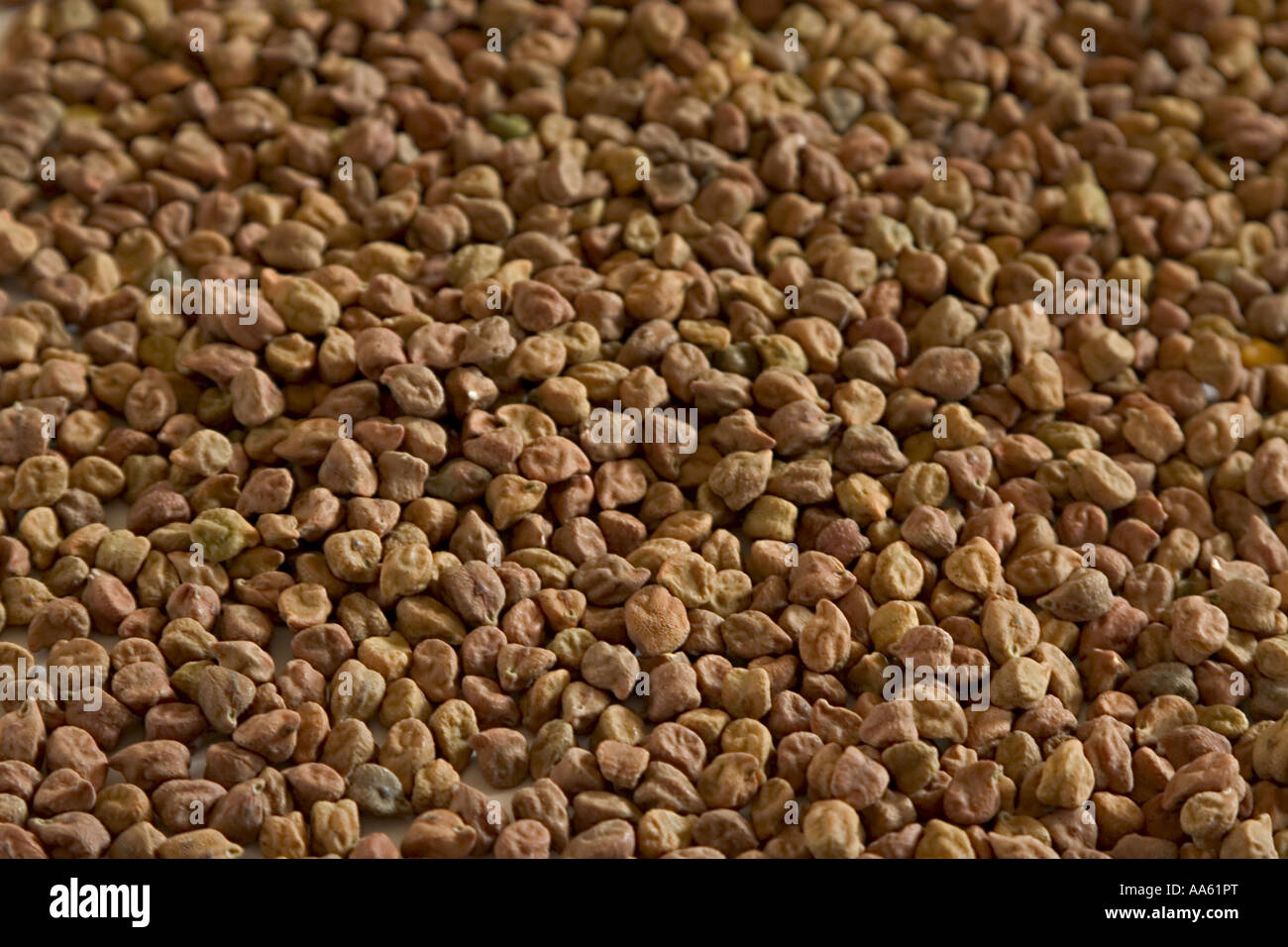 Piselli Kala Channa Cickpeas nero Foto Stock