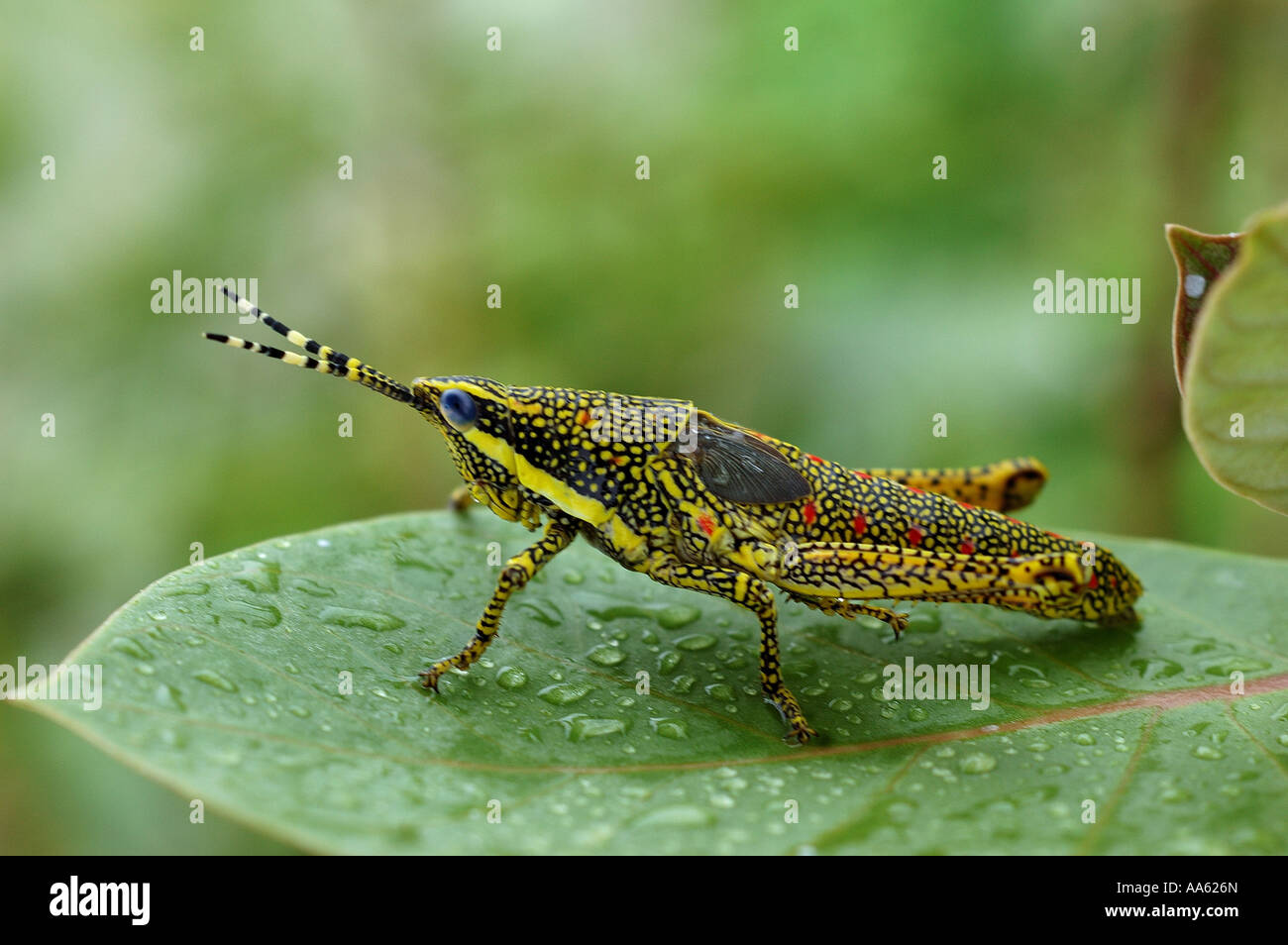 VEP104408 dipinto Grasshopper seduto su impianto di alimentazione Panvel Bombay Mumbai India Foto Stock
