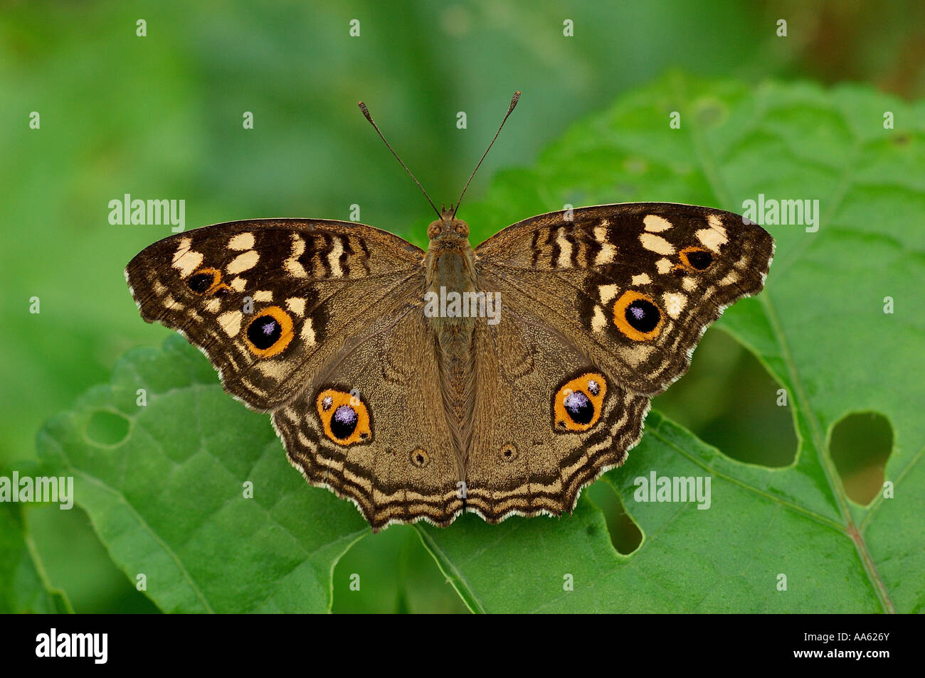 VEP104413 Limone Pansy butterfly nel Parco Nazionale di Sanjay Gandhi Borivali Mumbai India Foto Stock