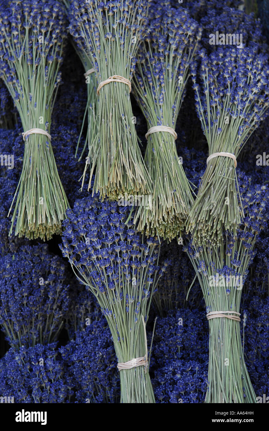 I grappoli di essiccato francese di lavanda in Provenza di francia Foto Stock