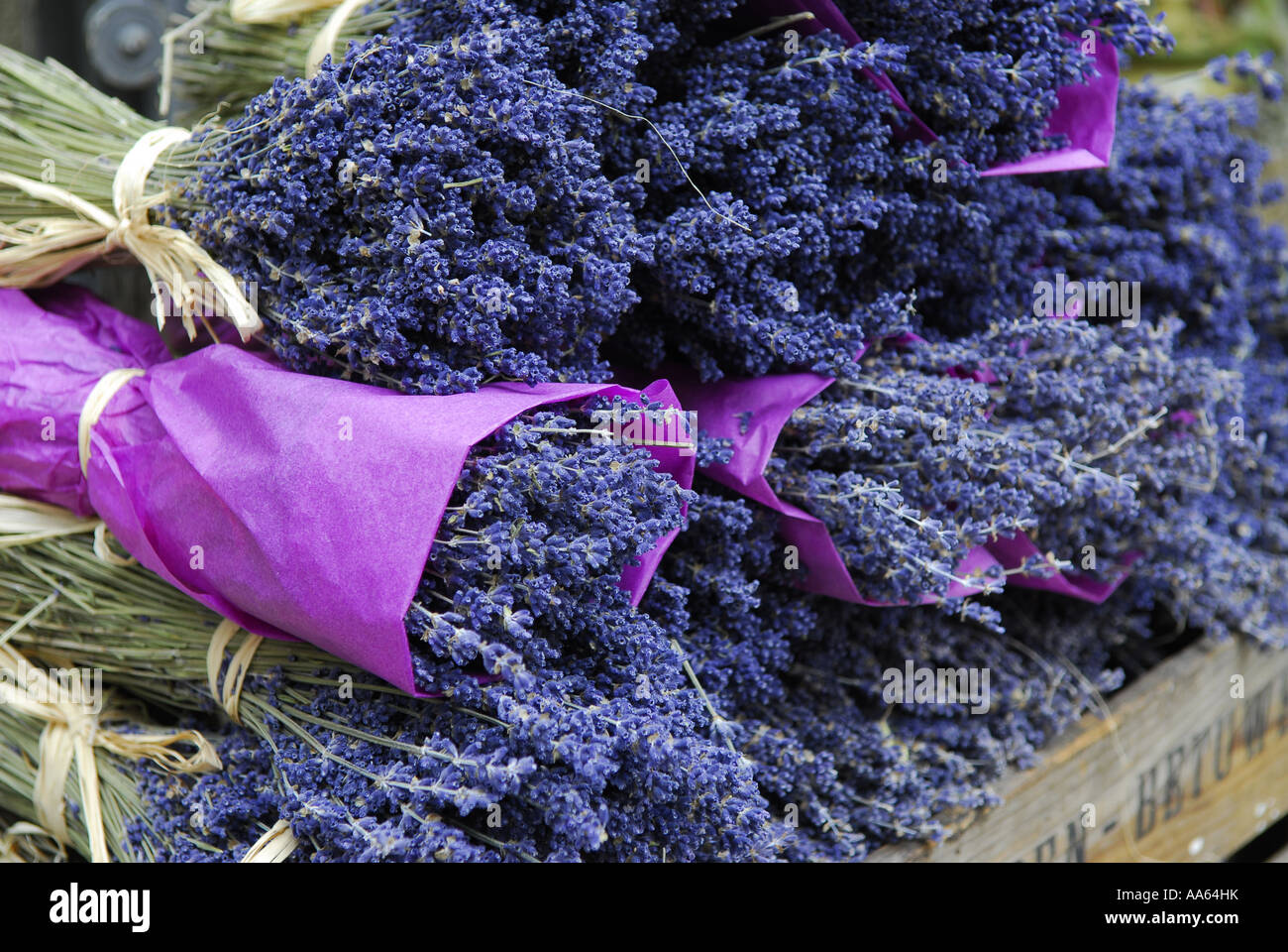I grappoli di essiccato francese di lavanda in Provenza di francia Foto Stock