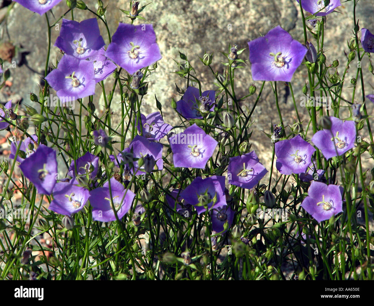 CAMPANULACEAE Campanula Carpatica Jacq Karpaten Karpates Foto Stock