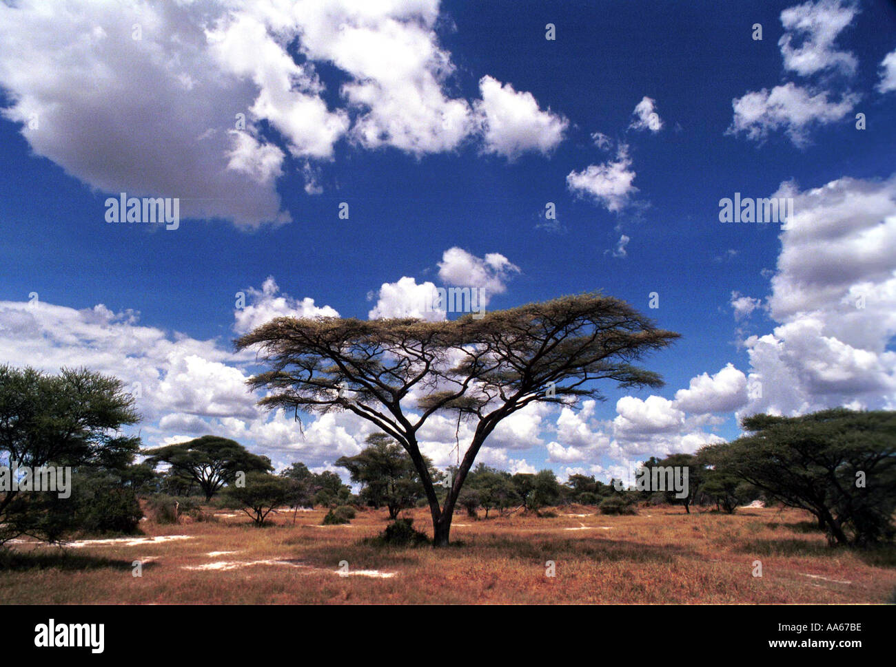 Un albero di acacia è impostato contro il terreno lussureggiante di Okavango Delta regione nel nord del Botswana Foto di Ami Vitale Foto Stock