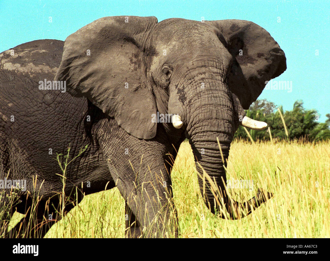 Un elefante che emerge dal terreno erboso dell'Okavango Delta regione nel nord del Botswana Foto di Ami Vitale Foto Stock