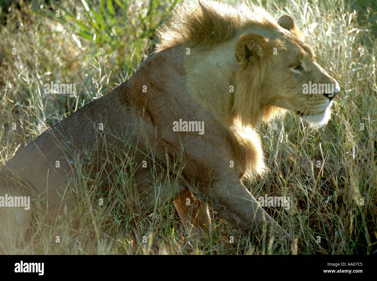 Un Lion esce dallo stato di stop nel terreno erboso dell'Okavango Delta regione nel nord del Botswana Foto di Ami Vitale Foto Stock