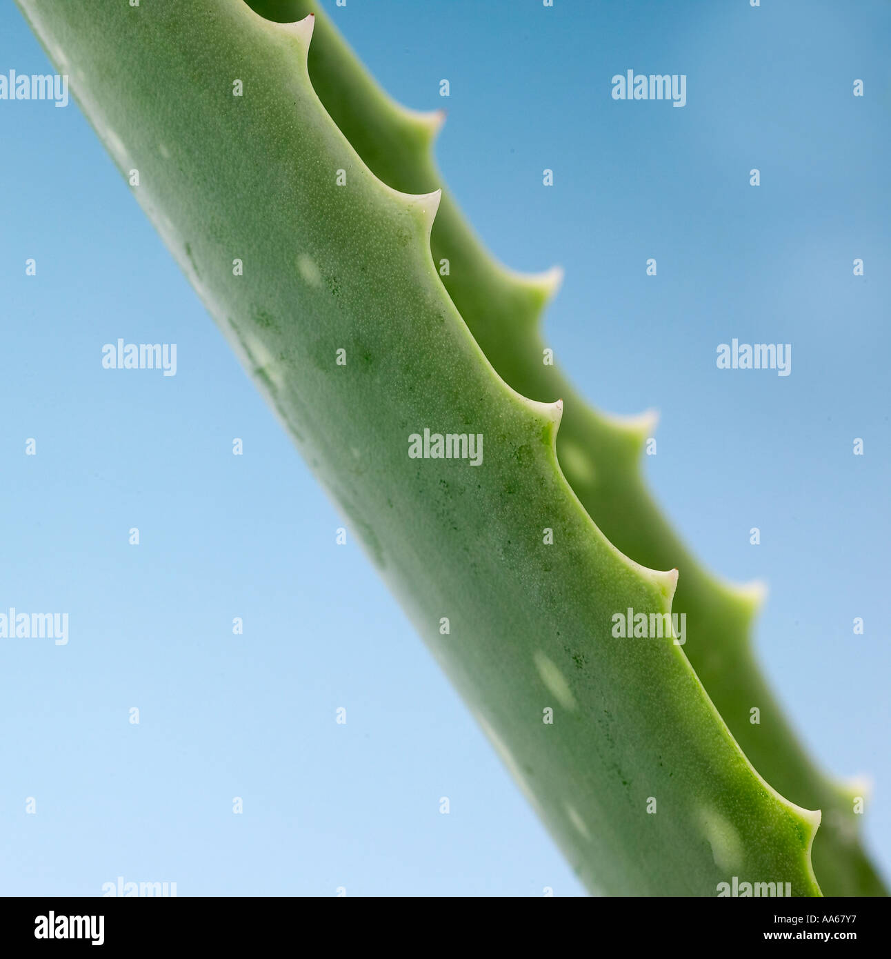 Foglia di Aloe Vera Foto Stock