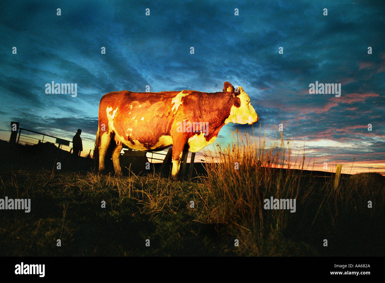 Le mucche pascolano sul ricco muschio di torba che è abbondante sulla isola scozzese di Islay Foto di Ami Vitale Foto Stock