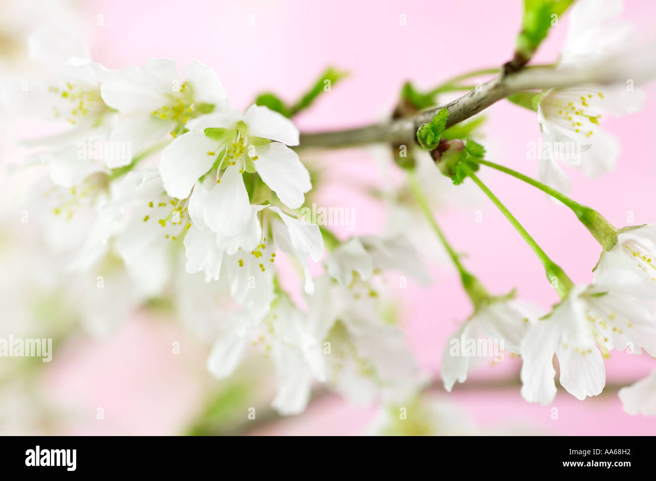 Prunus incisa Kojo No-Mai White Cherry Blossom su sfondo rosa Foto Stock