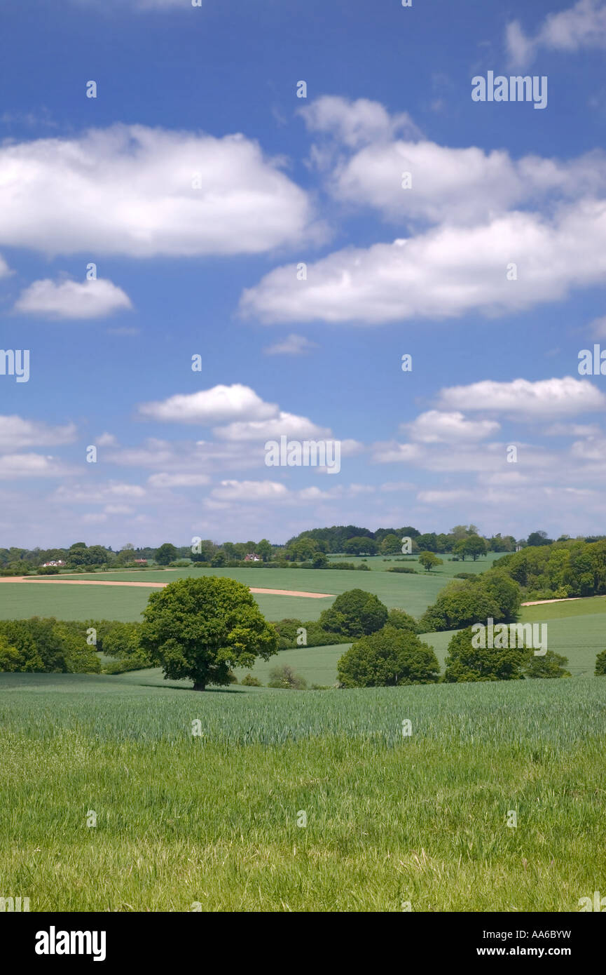 Paesaggio di prati verdi e cieli blu preso in un campo di Hampshire, Inghilterra. Foto Stock