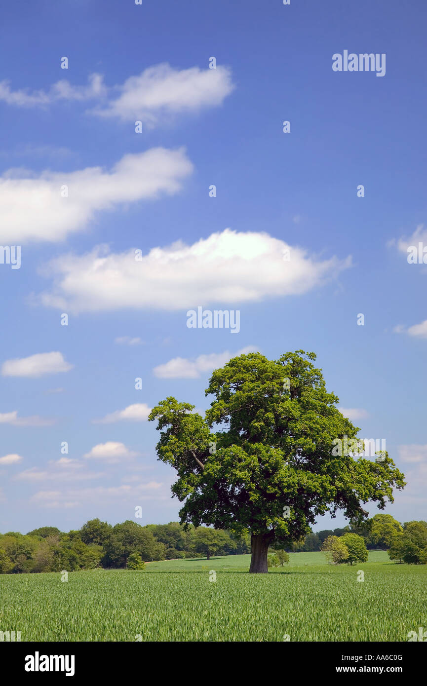 Oak tree in un campo con un blu cielo nuvoloso preso in un campo di Hampshire, Inghilterra. Foto Stock