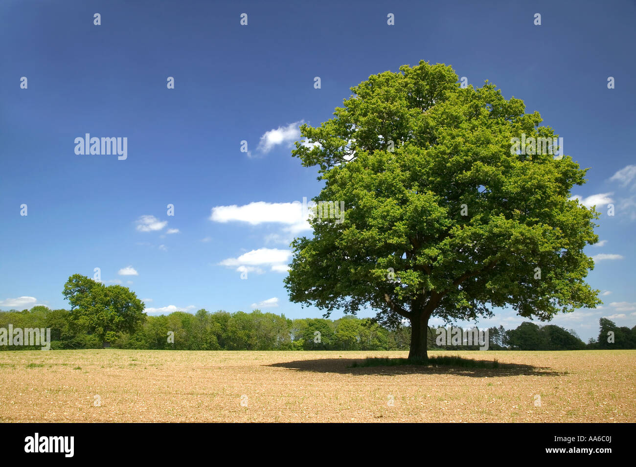 Oak tree in un campo in una giornata di sole, presa in un campo in Hampshire, Inghilterra. Foto Stock