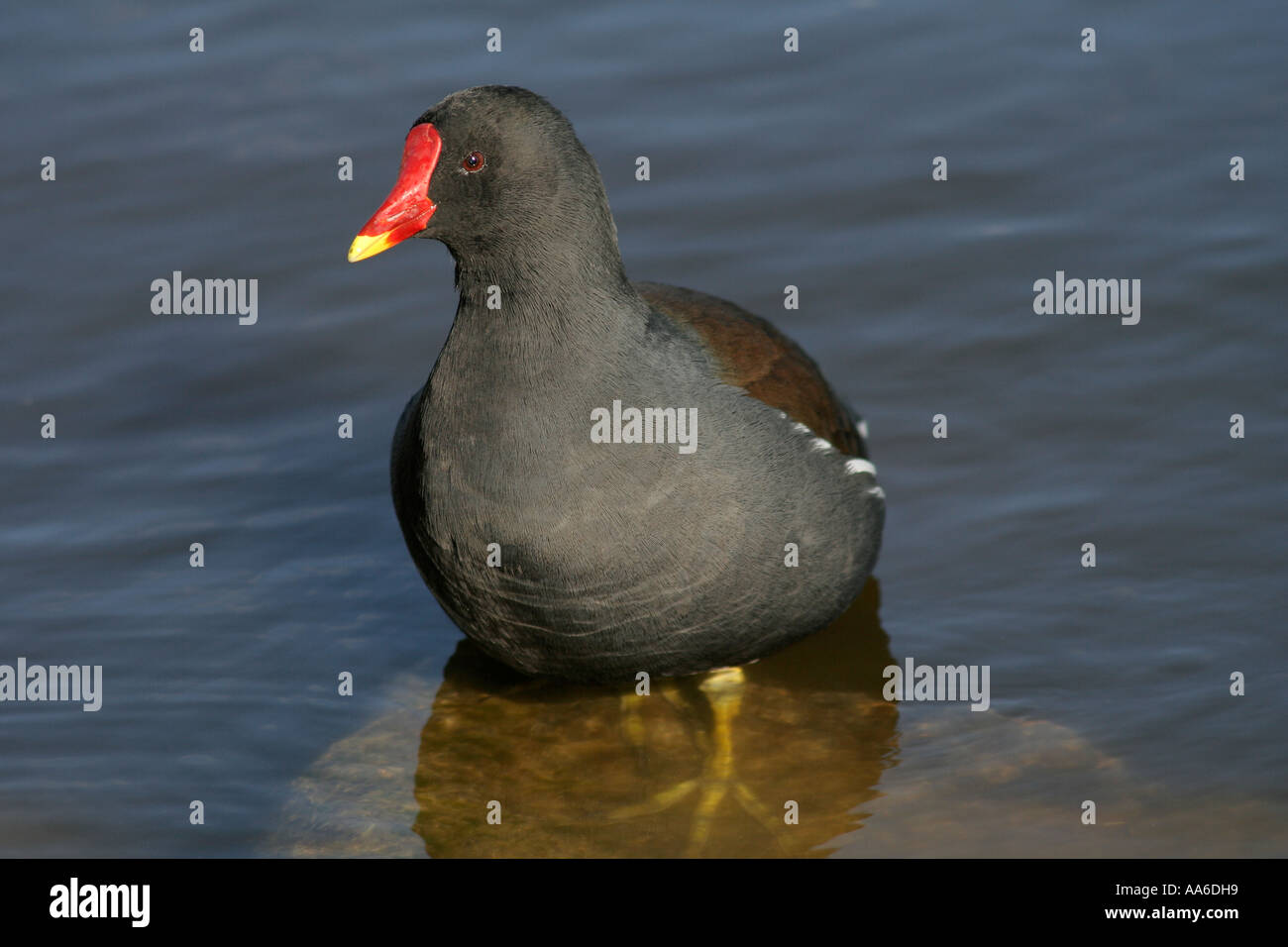 Moorhen Gallinula chloropus in acqua generico immagine uccello Foto Stock