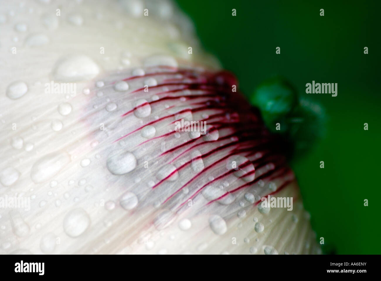 Bianco petali di papavero Foto Stock