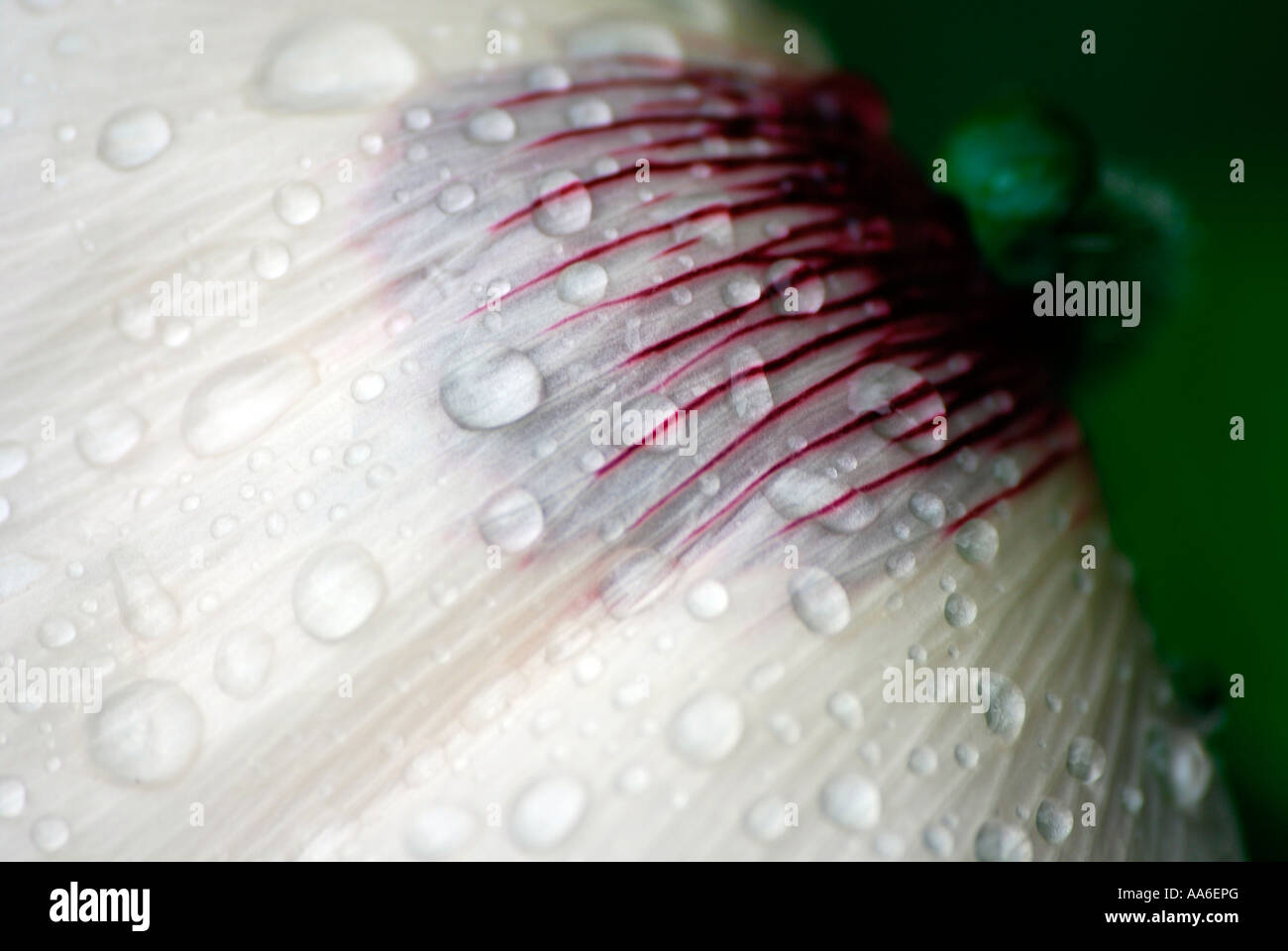 Bianco petali di papavero Foto Stock