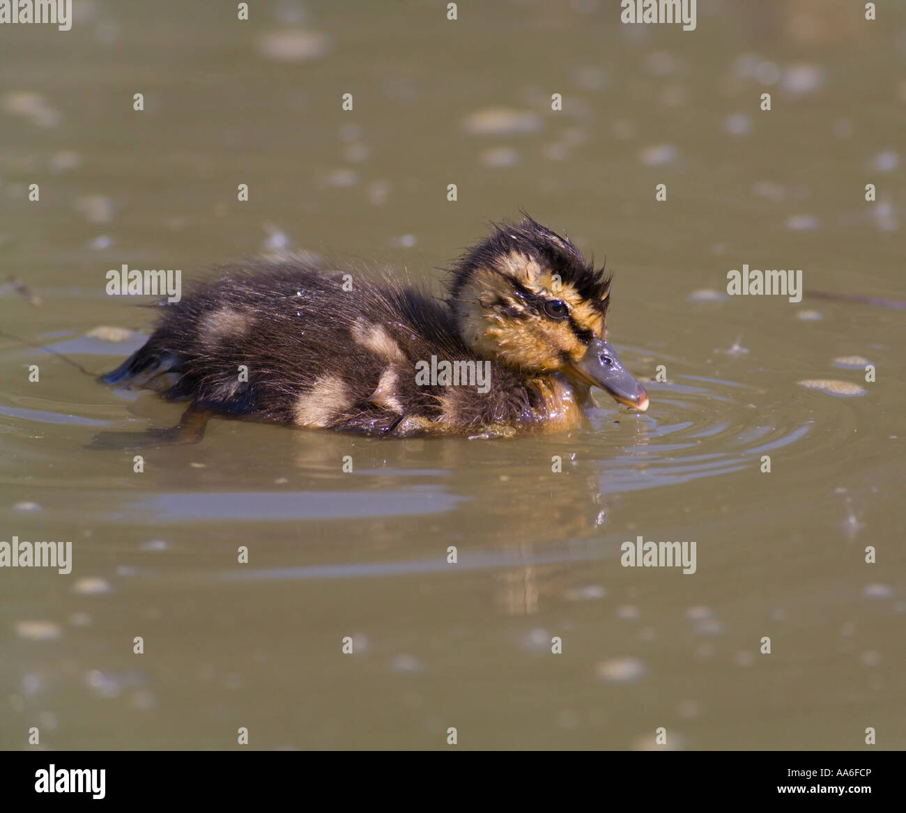 Un anatroccolo (Anas platyrhynchos) nuoto su un laghetto Foto Stock