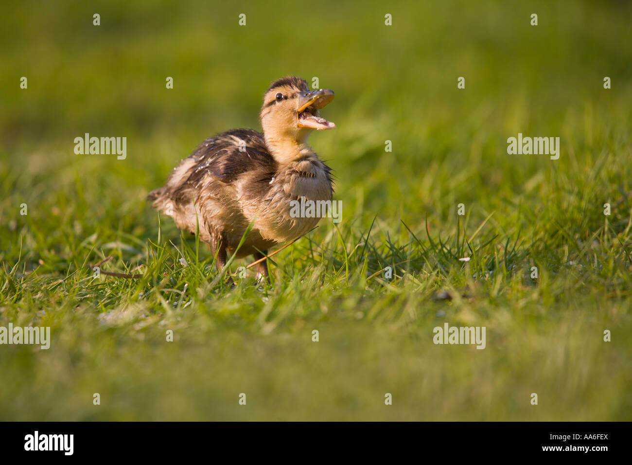 Un anatroccolo (Anas platyrhynchos) camminando su un prato Foto Stock