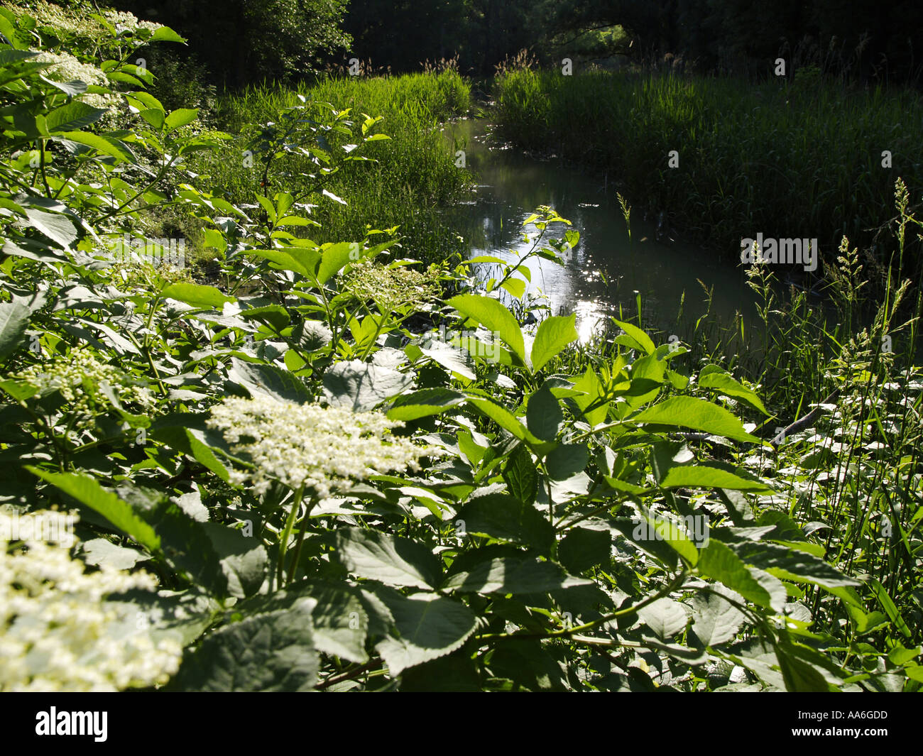 Prato del Danubio, sambuco, bloom Foto Stock