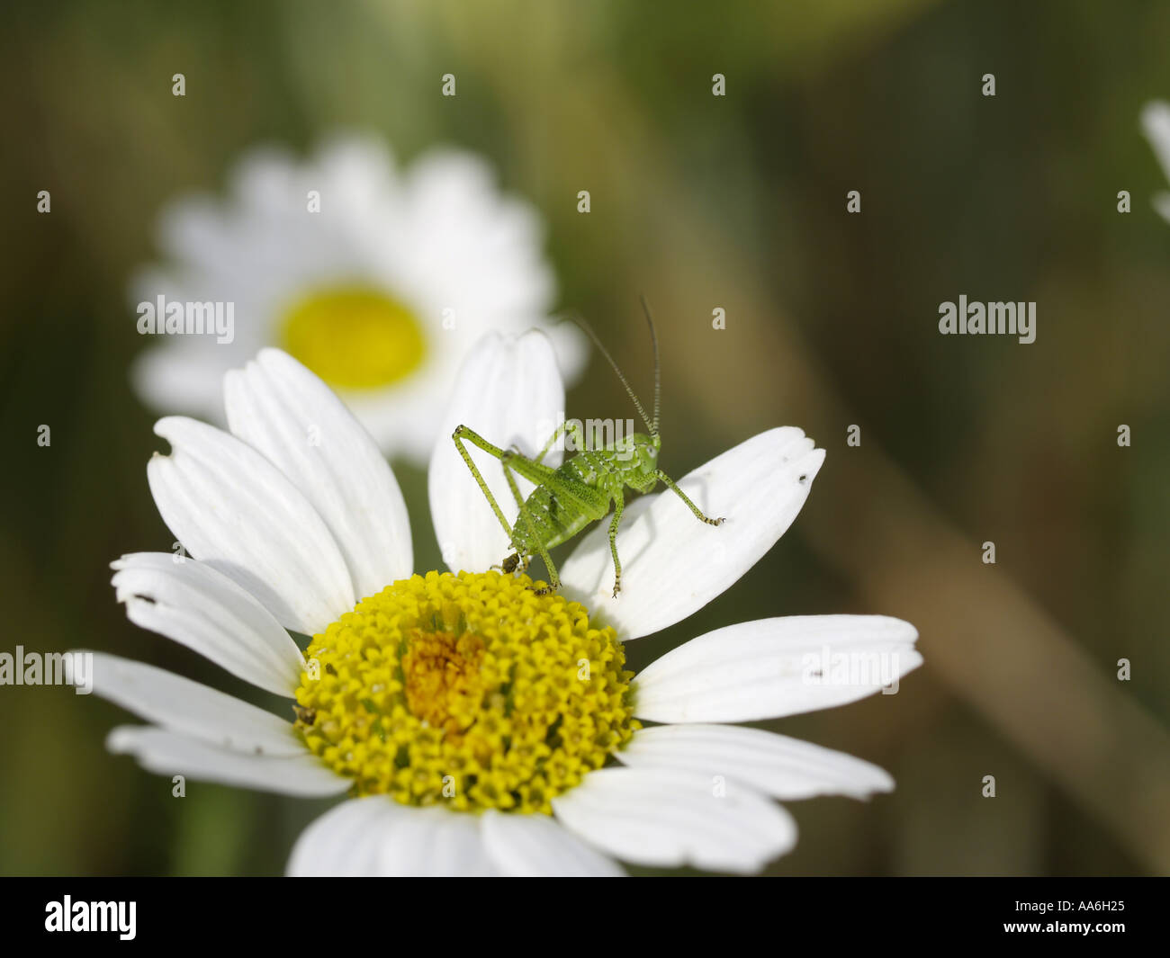 La camomilla grasshopper Foto Stock