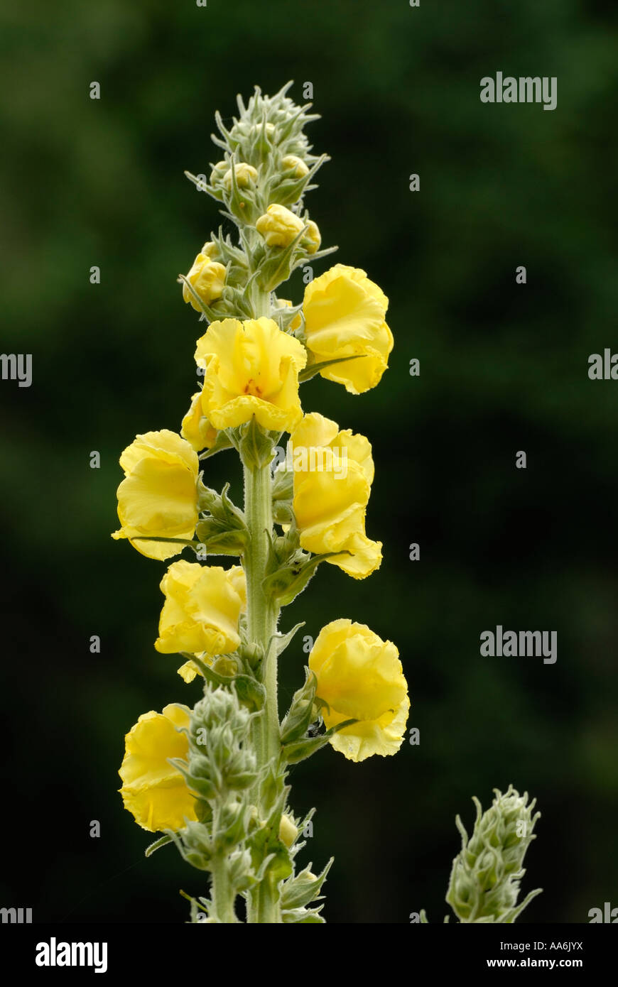 Greater Mullein Verbascum thapsus, Galles, Regno Unito. Foto Stock