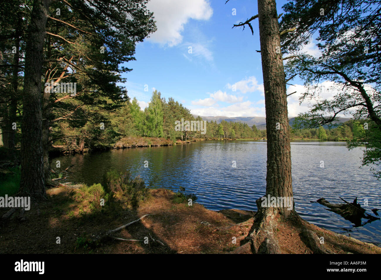 Inshriach Forest Uath Lochan Scozia UK GB Foto Stock