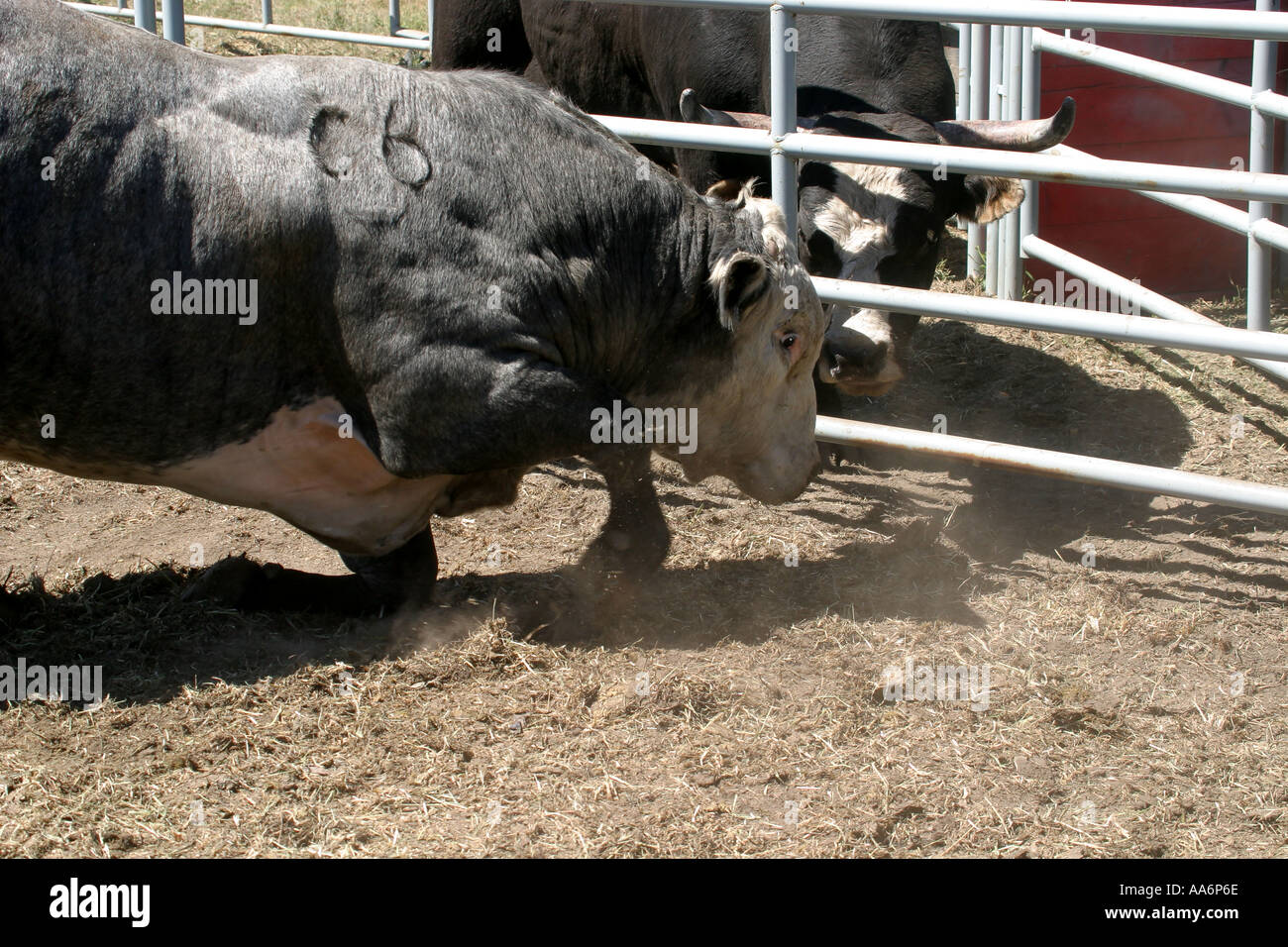 Rodeo Alberta Canada i tori. Wanna lotta! Foto Stock