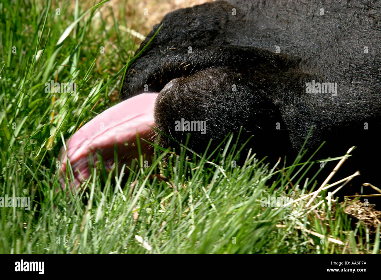 Rodeo Alberta Canada i tori. Bull readhing sotto la recinzione per ottenere di erba che è meglio sull'altro lato della recinzione. Foto Stock