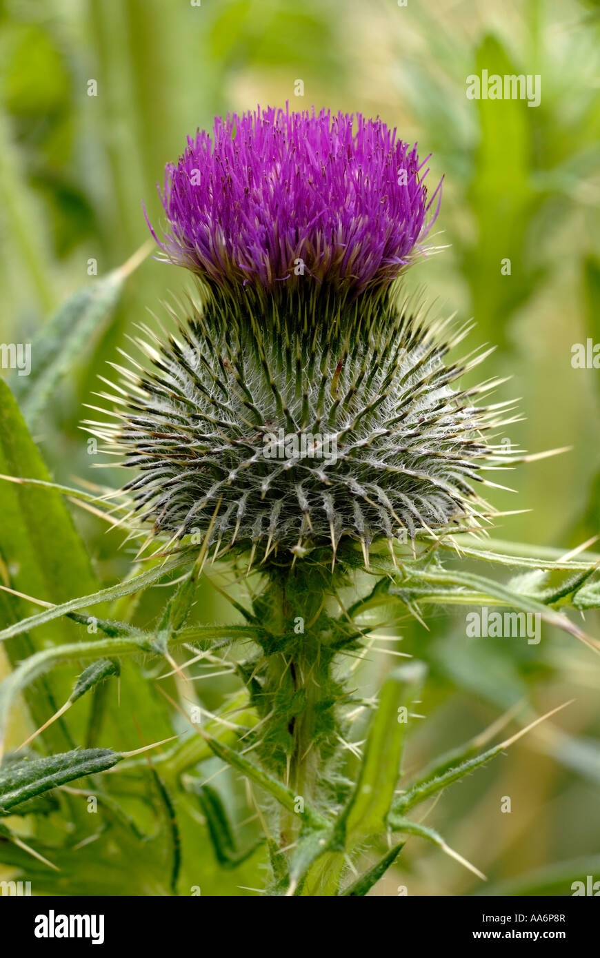 Thistle flower Cirsium vulgare, Galles, Regno Unito. Foto Stock