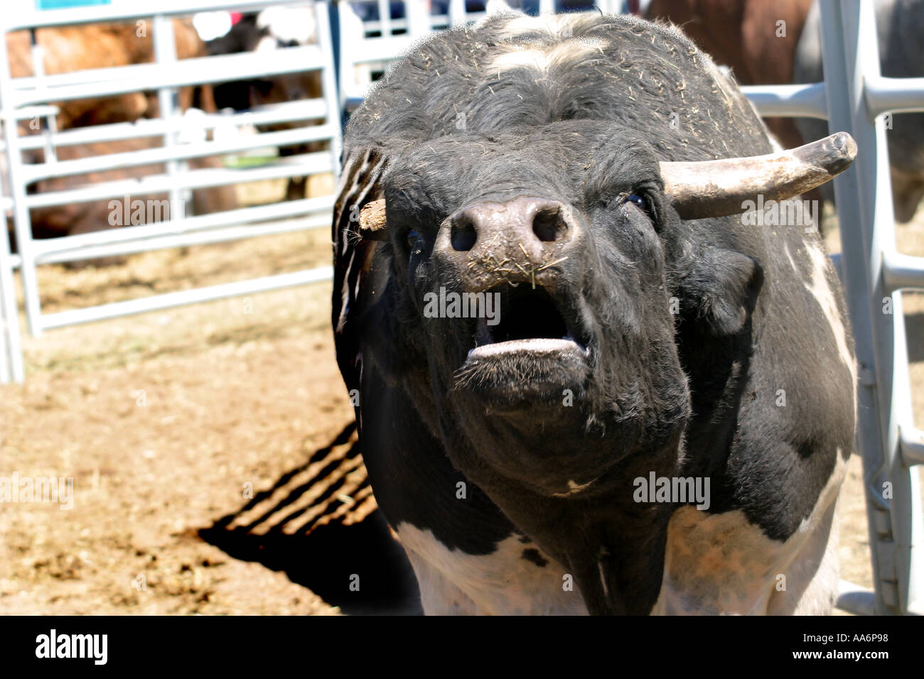 Rodeo Alberta Canada i tori Foto Stock