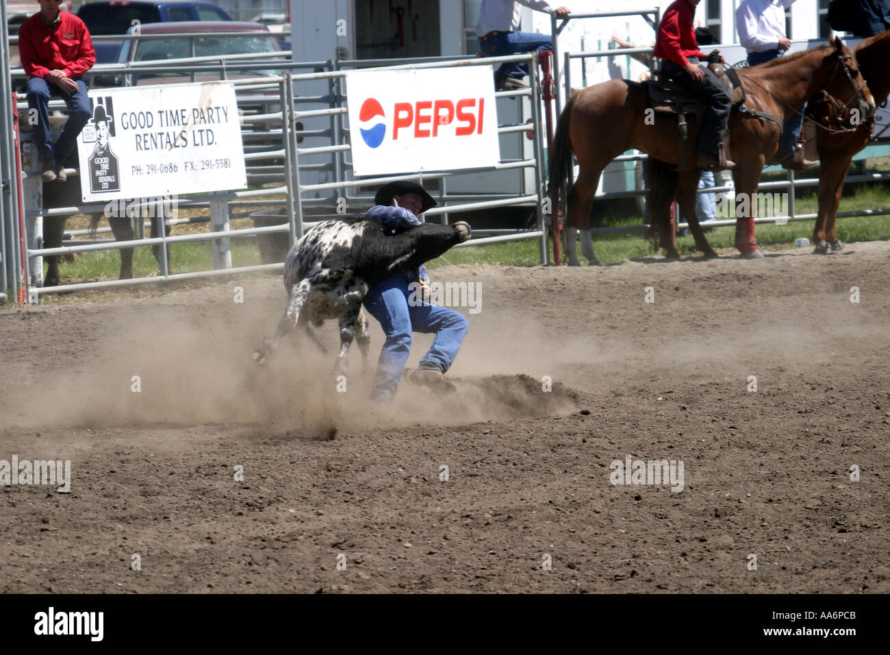 Rodeo Alberta Canada Steer Wrestling Foto Stock