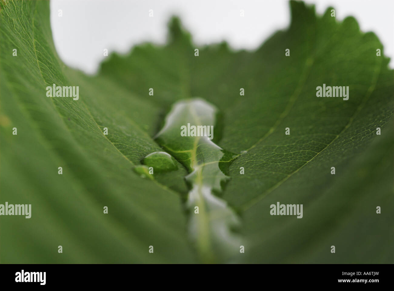 Foglia, raindrop sulla lamina Foto Stock