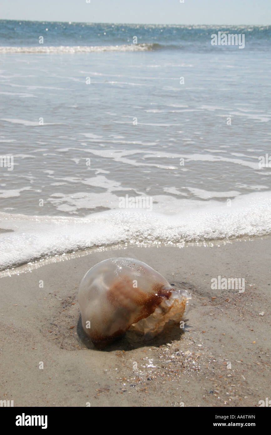 Spiaggiata medusa Foto Stock