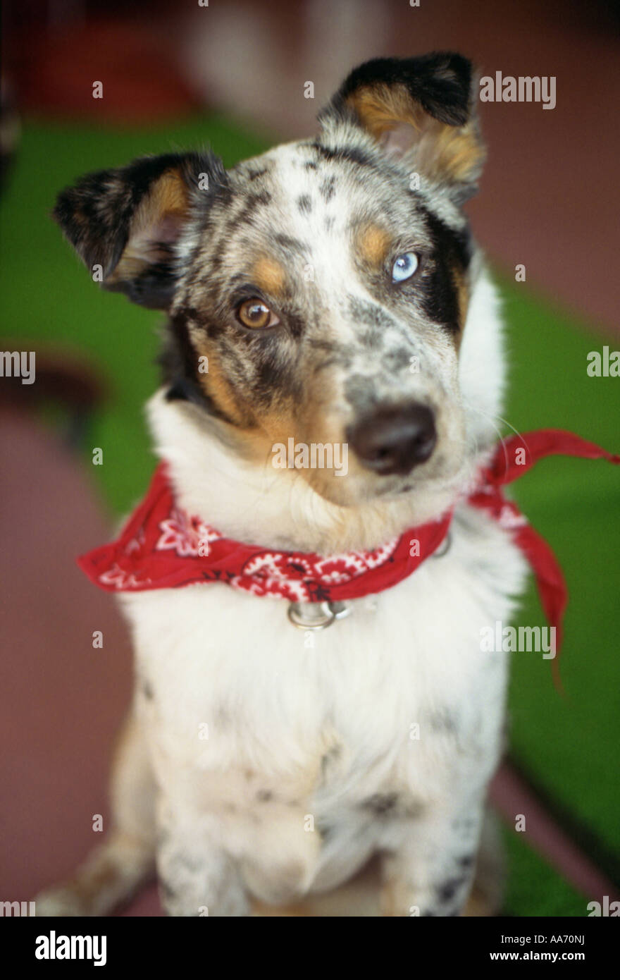 Foto di un pastore australiano Blue Heeler Mix cane con un rosso Bandana intorno ad esso s il collo Foto Stock