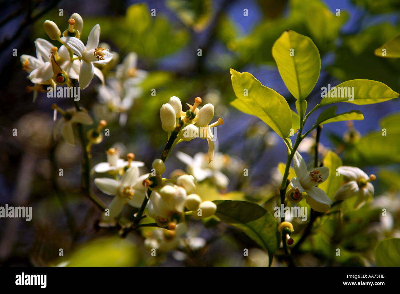 Close up di fiori d'Arancio Foto Stock