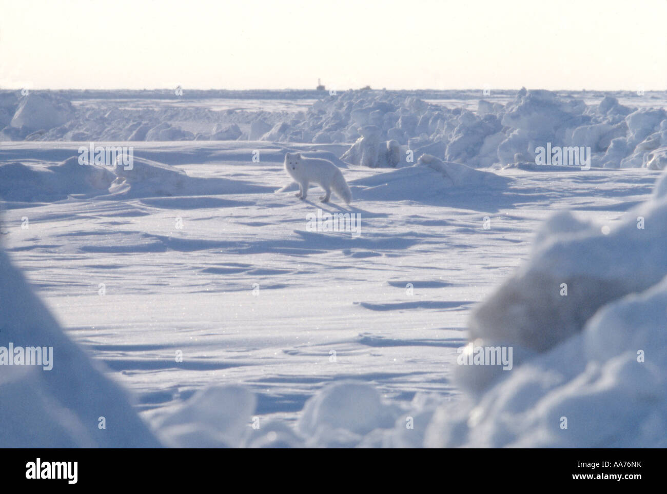 Foto di un Arctic Fox vicino ad alcuni impianti di trivellazione del petrolio fuori sul ghiaccio del Beaufort Sea in Alaska. Arctic Fox avrà un aspetto per scarti di cucina Foto Stock