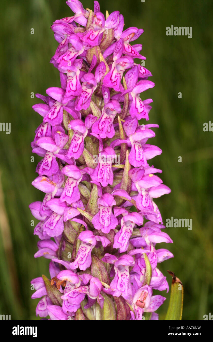 Ampia lasciava Marsh orchidea Dactylorhiza majalis Baviera Germania Europa Foto Stock