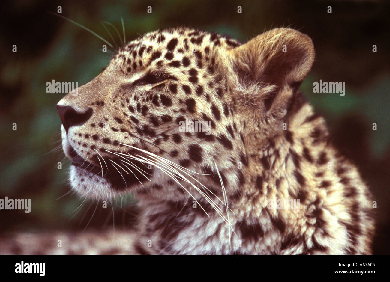 Leopardo persiano Foto Stock