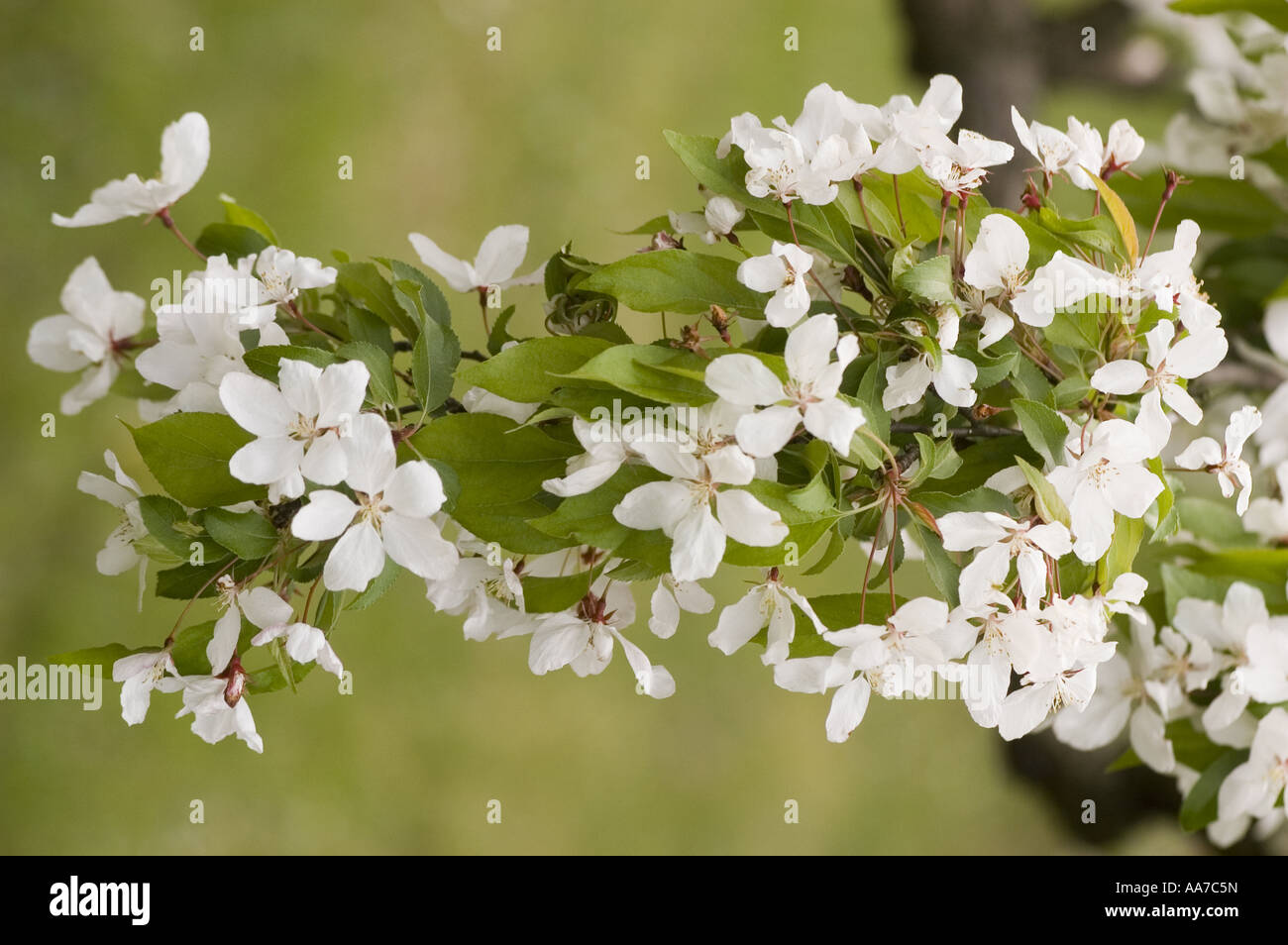 La molla di fiori bianchi sul ramo del giapponese Crabapple Flowering - Rosaceae - Malus Floribunda van Heutte, Giappone Foto Stock