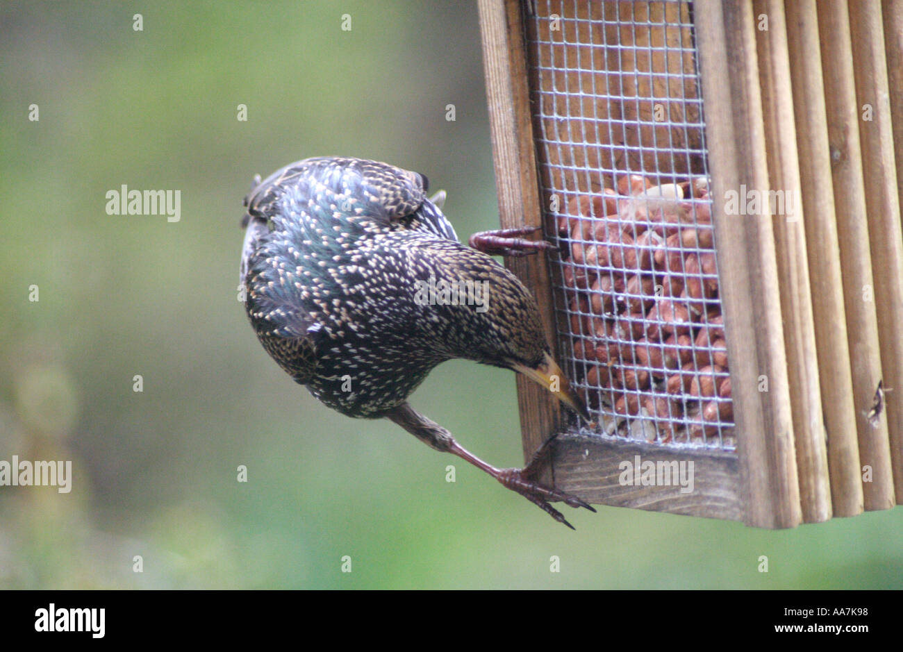 Starling Sturnus vulgaris mangiare i dadi dall'alimentatore UK Foto Stock