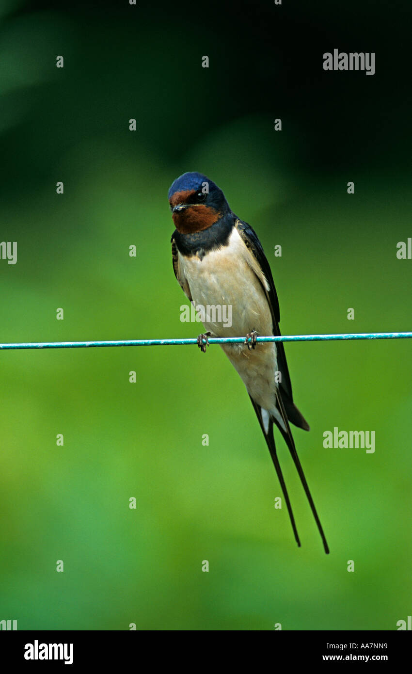 Swallow Hirundo rustica sul filo di Cornovaglia Foto Stock