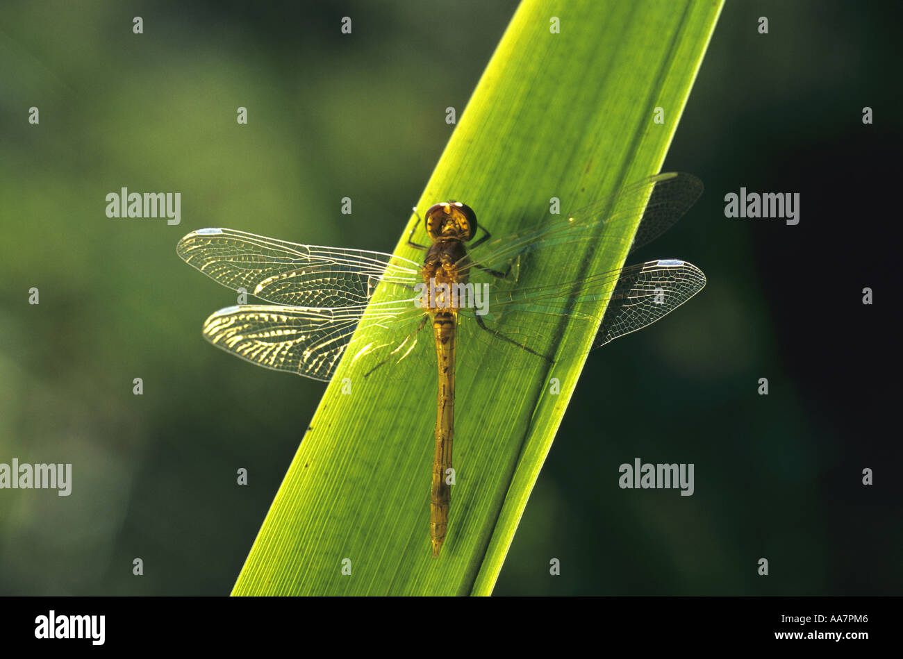 Common darter dragonfly Sympetrum striolatum appena emerse estate Cornovaglia Foto Stock