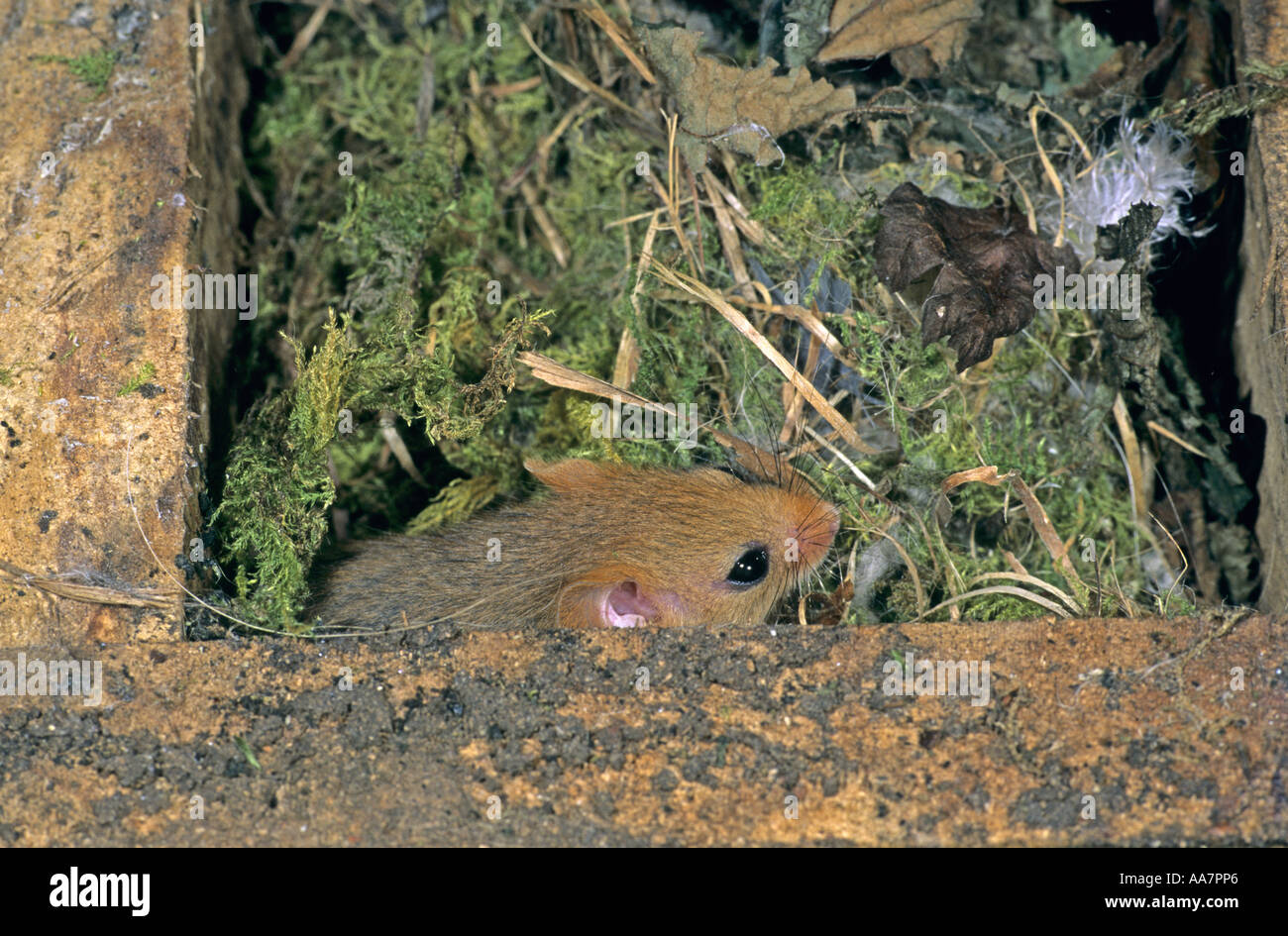 Moscardino Muscardinus avellanarius nella scatola di nido Foto Stock